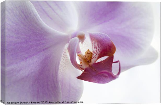 Lilac Orchid Canvas Print by Aneta Borecka