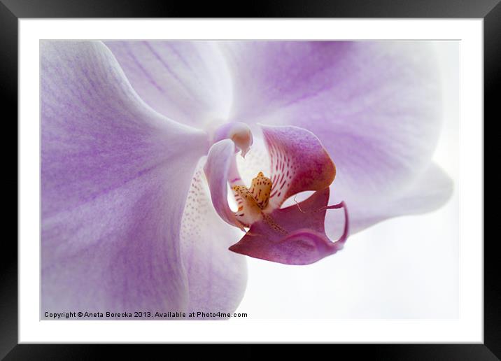 Lilac Orchid Framed Mounted Print by Aneta Borecka