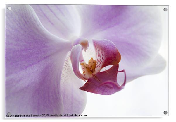 Lilac Orchid Acrylic by Aneta Borecka