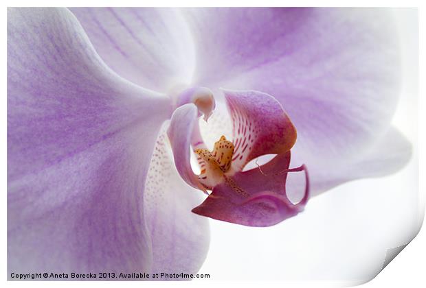 Lilac Orchid Print by Aneta Borecka