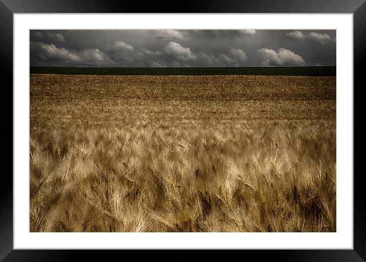 Field of the Cloth of Gold Framed Mounted Print by Nigel Jones