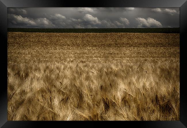 Field of the Cloth of Gold Framed Print by Nigel Jones