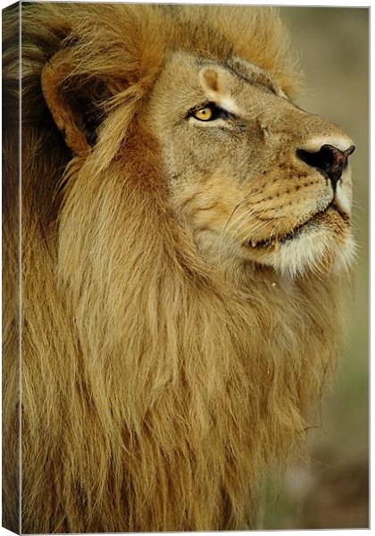 The King Canvas Print by John de Jager