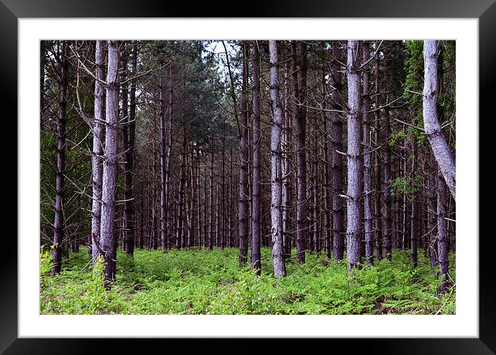 Into the trees Framed Mounted Print by Gemma Shipley