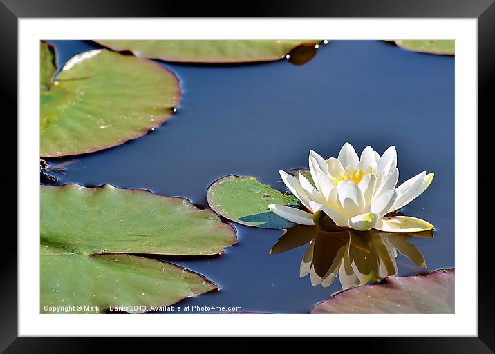 White Lily Framed Mounted Print by Mark  F Banks