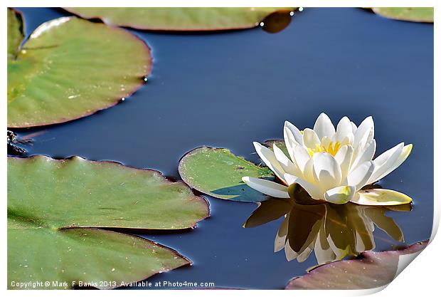 White Lily Print by Mark  F Banks