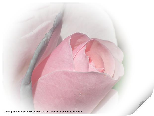 SOFT ROSE 9 Print by michelle whitebrook