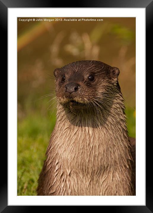 Otter on watch. Framed Mounted Print by John Morgan