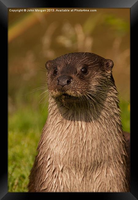 Otter on watch. Framed Print by John Morgan