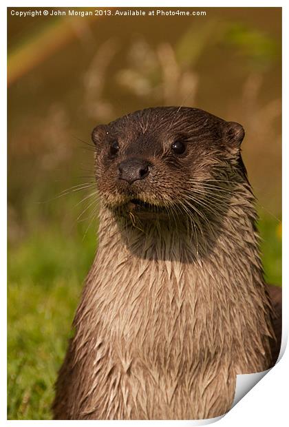 Otter on watch. Print by John Morgan