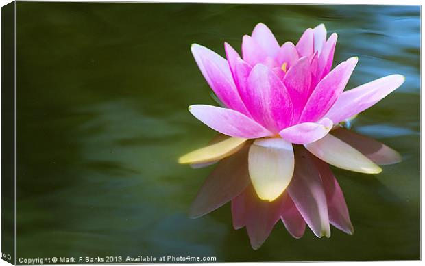 Pink Lily Canvas Print by Mark  F Banks