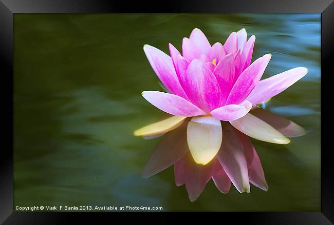 Pink Lily Framed Print by Mark  F Banks