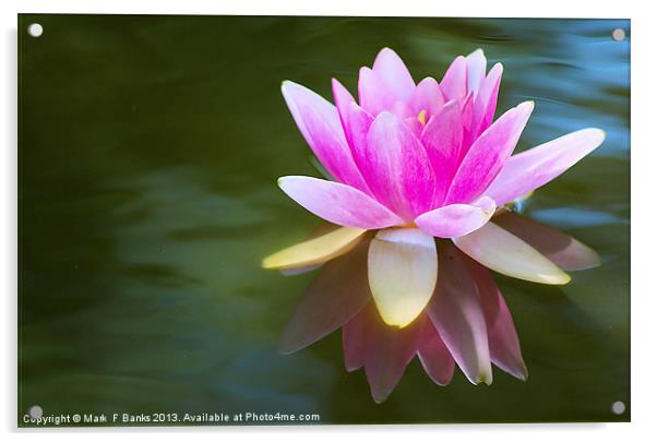 Pink Lily Acrylic by Mark  F Banks
