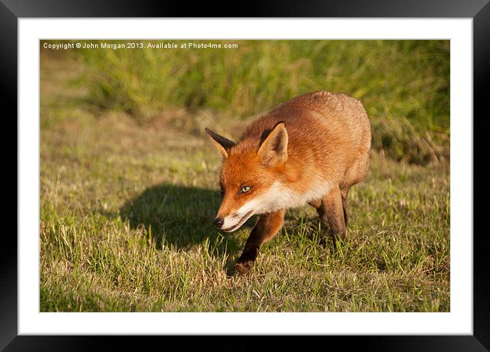 Fox. Framed Mounted Print by John Morgan