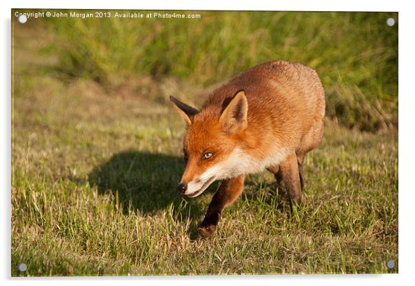Fox. Acrylic by John Morgan