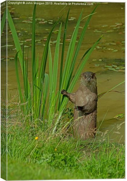 Otter looking out. Canvas Print by John Morgan