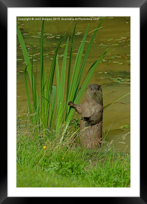 Otter looking out. Framed Mounted Print by John Morgan