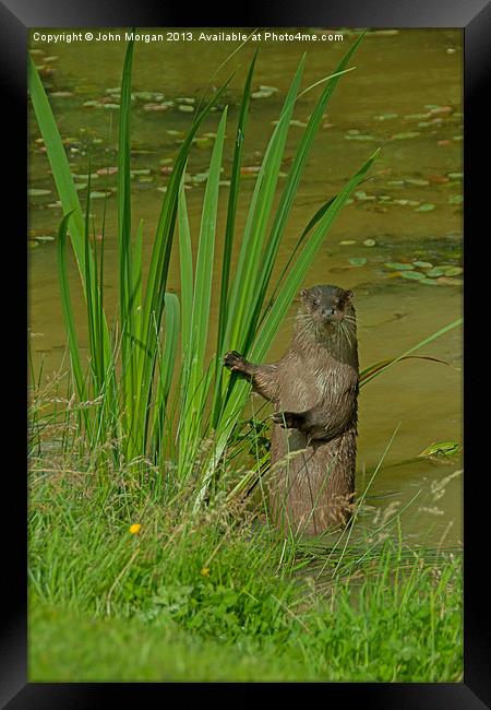 Otter looking out. Framed Print by John Morgan
