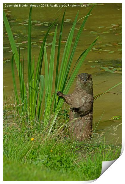 Otter looking out. Print by John Morgan