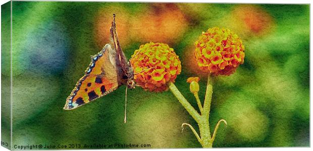 Small Tortoiseshell Butterfly Canvas Print by Julie Coe