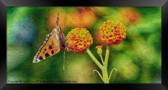 Small Tortoiseshell Butterfly Framed Print by Julie Coe