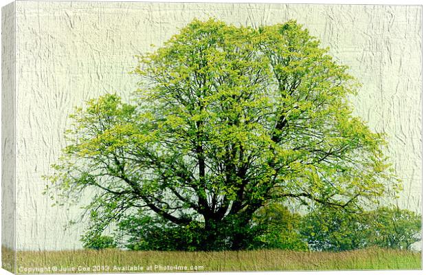 A Tree Canvas Print by Julie Coe