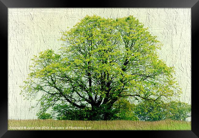 A Tree Framed Print by Julie Coe
