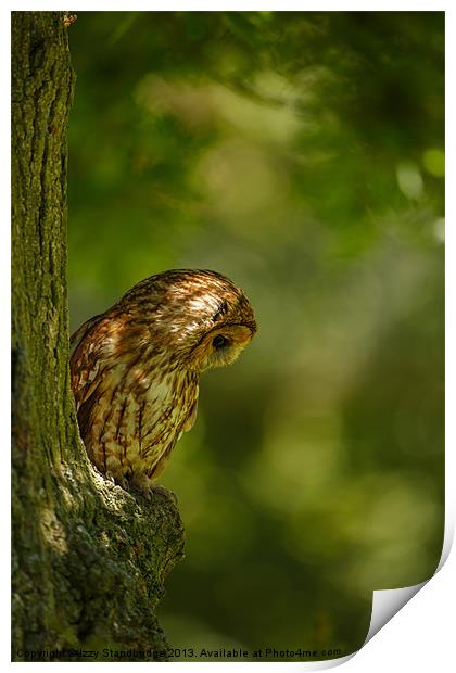 Tawny owl in the woods Print by Izzy Standbridge