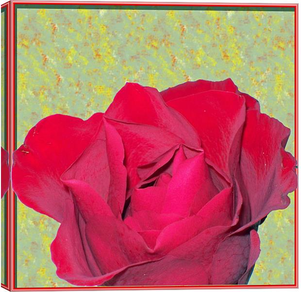 Red Rose Canvas Print by Dorianne Austin