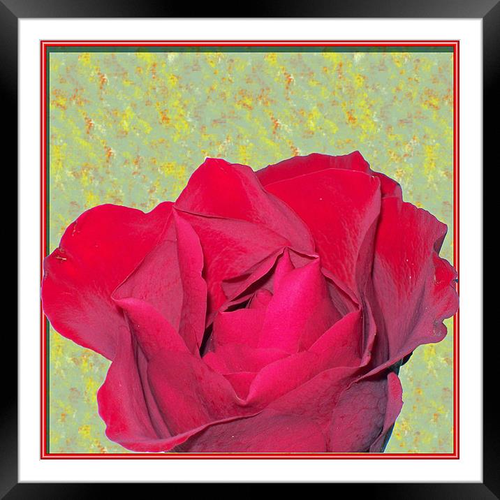Red Rose Framed Mounted Print by Dorianne Austin