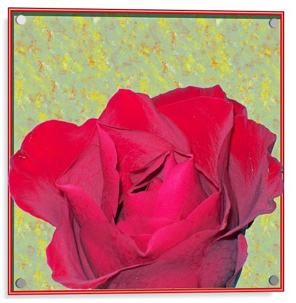 Red Rose Acrylic by Dorianne Austin