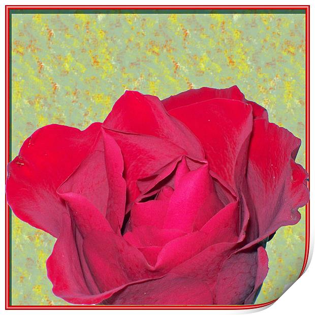 Red Rose Print by Dorianne Austin