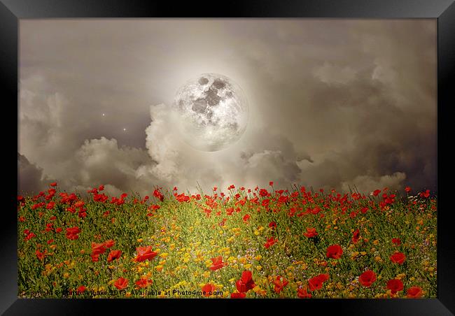 Poppies By Moonlight Framed Print by Christine Lake