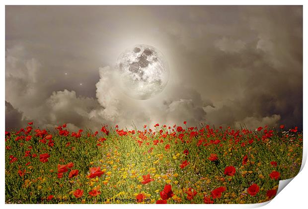 Poppies By Moonlight Print by Christine Lake