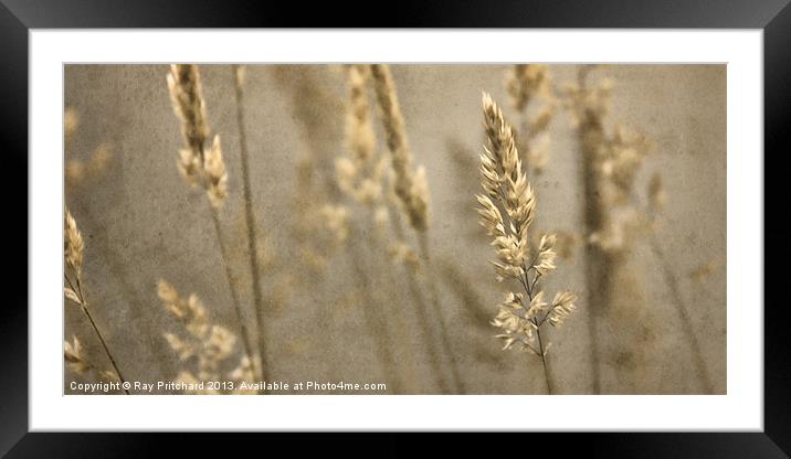 Grass 2 Framed Mounted Print by Ray Pritchard