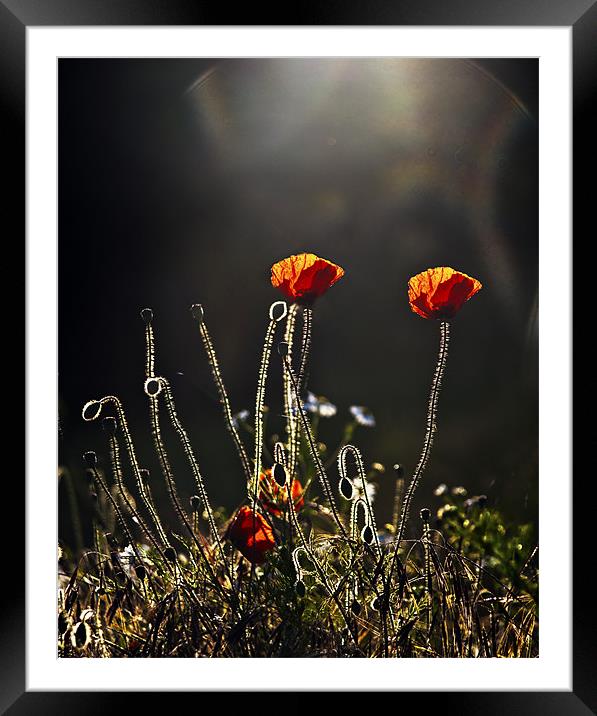 Backlit poppies Framed Mounted Print by Dawn Cox