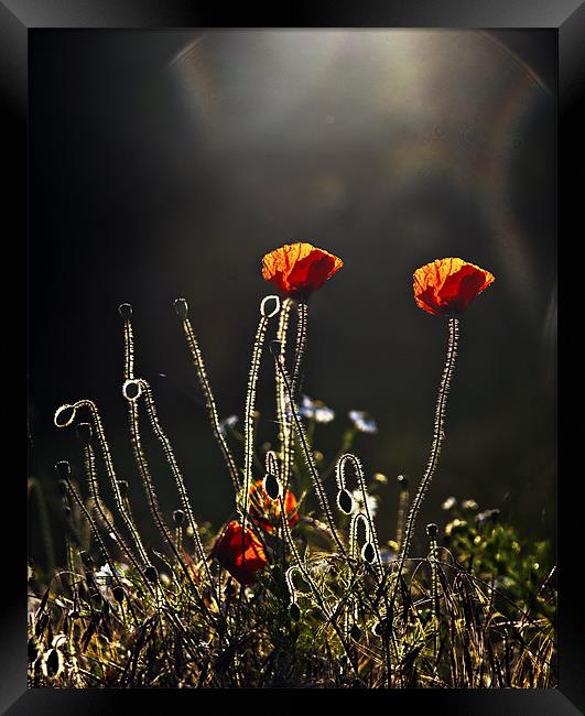 Backlit poppies Framed Print by Dawn Cox
