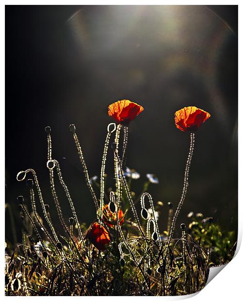 Backlit poppies Print by Dawn Cox