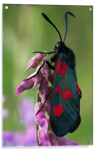 Six Spotted Burnett Moth Acrylic by Peter Elliott 