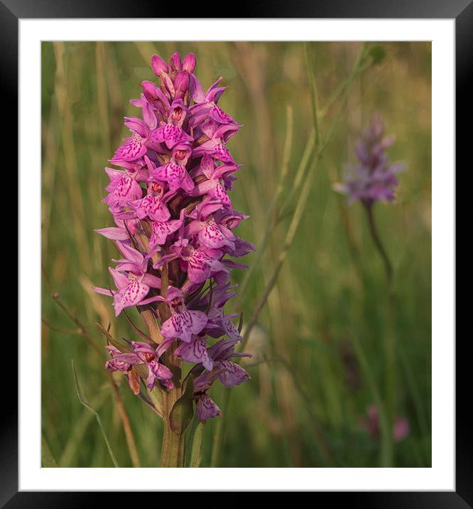 Wild Orchid Framed Mounted Print by Peter Elliott 