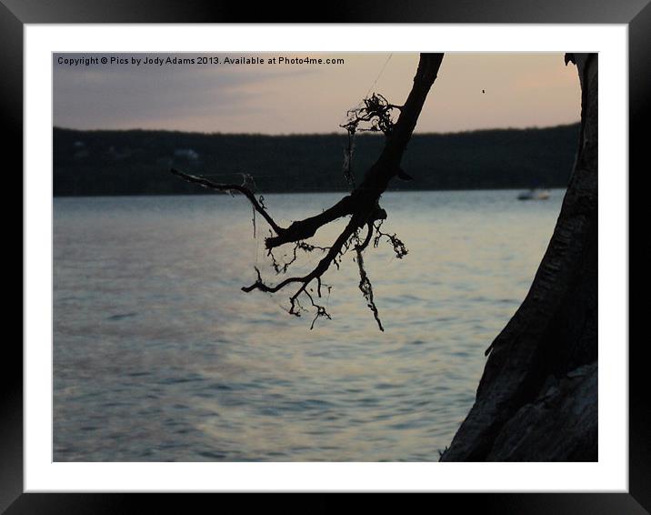 The Web in the Roots Framed Mounted Print by Pics by Jody Adams