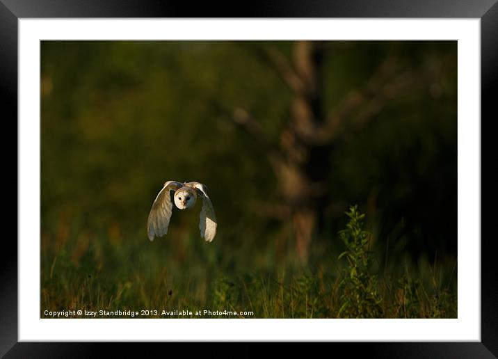 Barn owl flies through the last light Framed Mounted Print by Izzy Standbridge