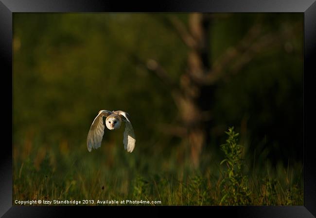 Barn owl flies through the last light Framed Print by Izzy Standbridge