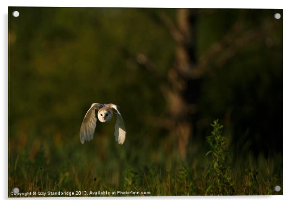 Barn owl flies through the last light Acrylic by Izzy Standbridge