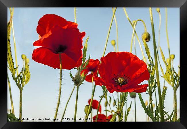 Poppies Summertime Framed Print by mhfore Photography