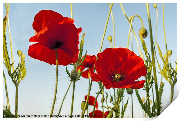 Poppies Summertime Print by mhfore Photography