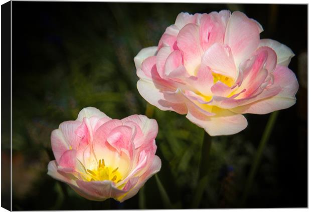 Pink and White Flowers Canvas Print by Mark Llewellyn