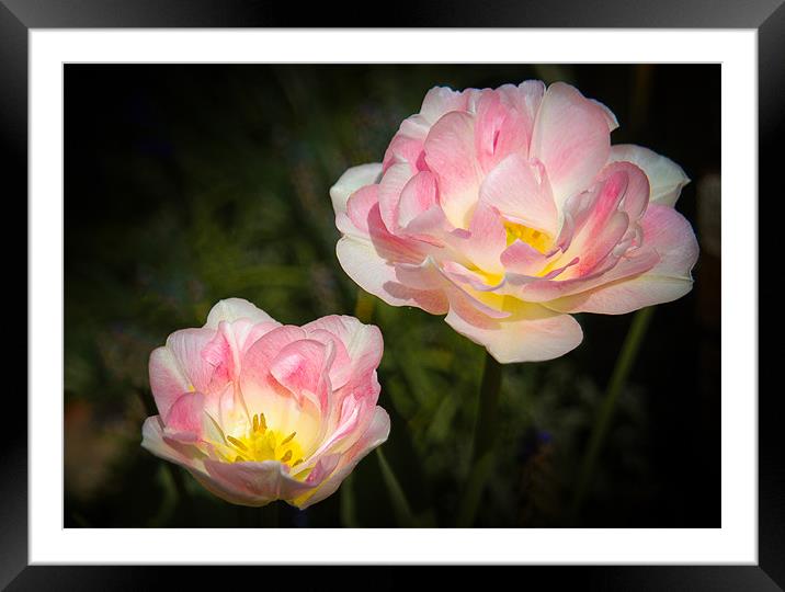 Pink and White Flowers Framed Mounted Print by Mark Llewellyn