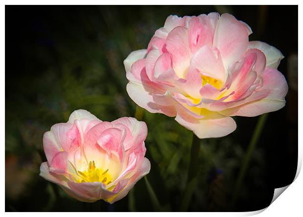 Pink and White Flowers Print by Mark Llewellyn