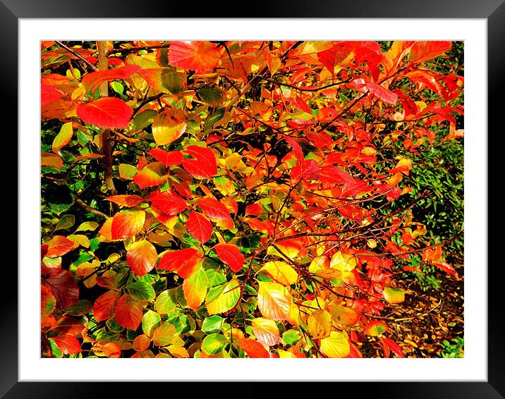 Autumn Colours Framed Mounted Print by Colin Richards